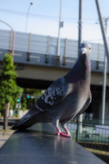 なんにもあげないよ！