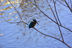 野川のカワセミ