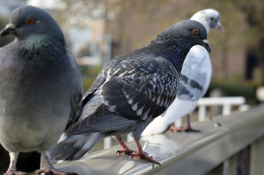 欄干の鳩