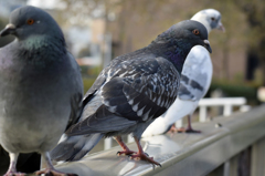 欄干の鳩