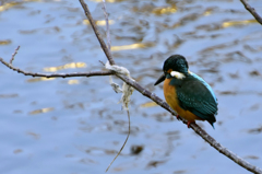 野川のカワセミ