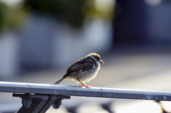 中之島公園の雀ちゃん