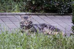 近所の野良たち