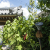 お寺の蓮