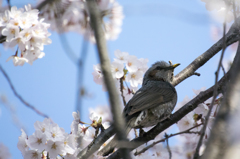 桜とヒヨドリ