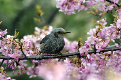 花粉まみれヒヨドリ