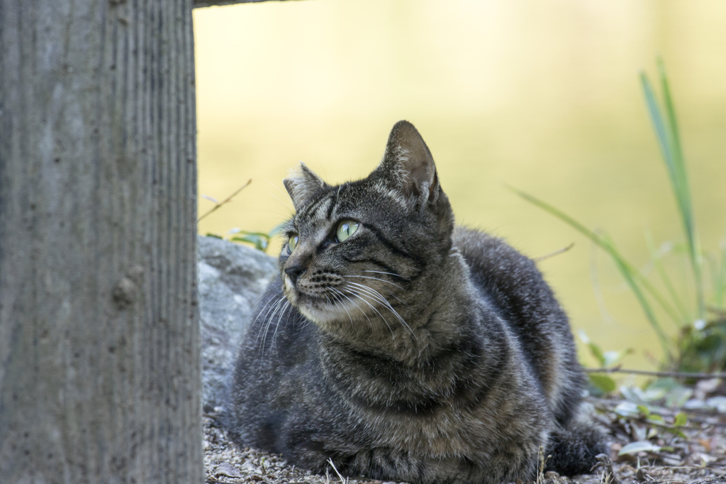 耳短い猫