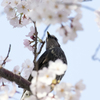 桜とヒヨドリ２