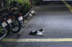 賄い待ち