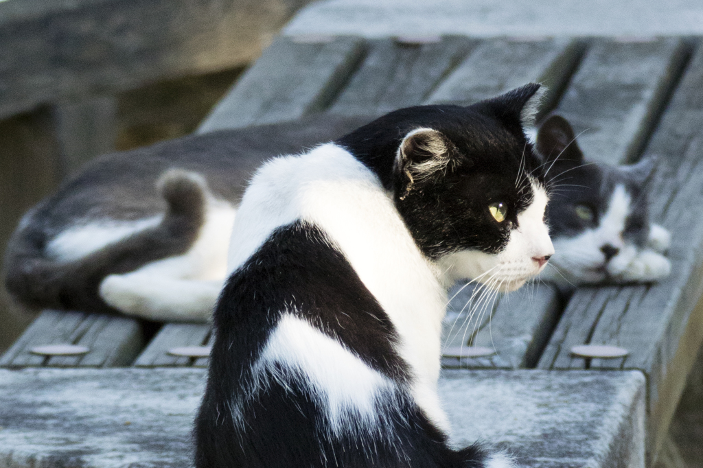 白鷺城の猫達