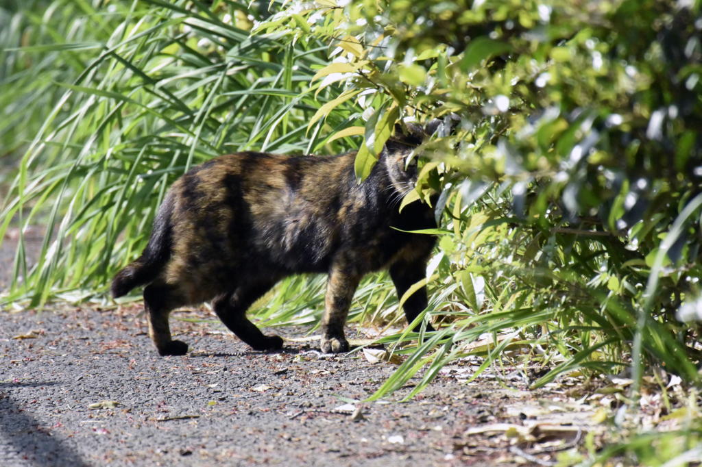 野良猫くん