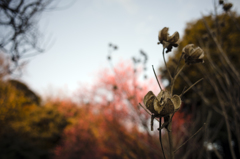 芙蓉と梅。