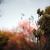 芙蓉と梅。
