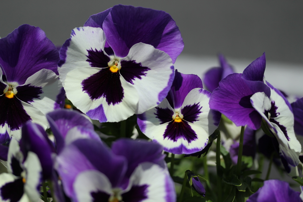 pansy
