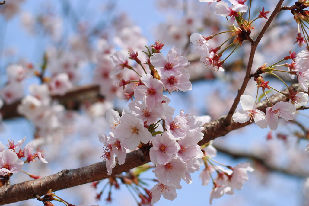 Sakura