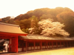 cherry blossms