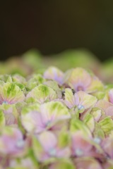 花屋さんの紫陽花