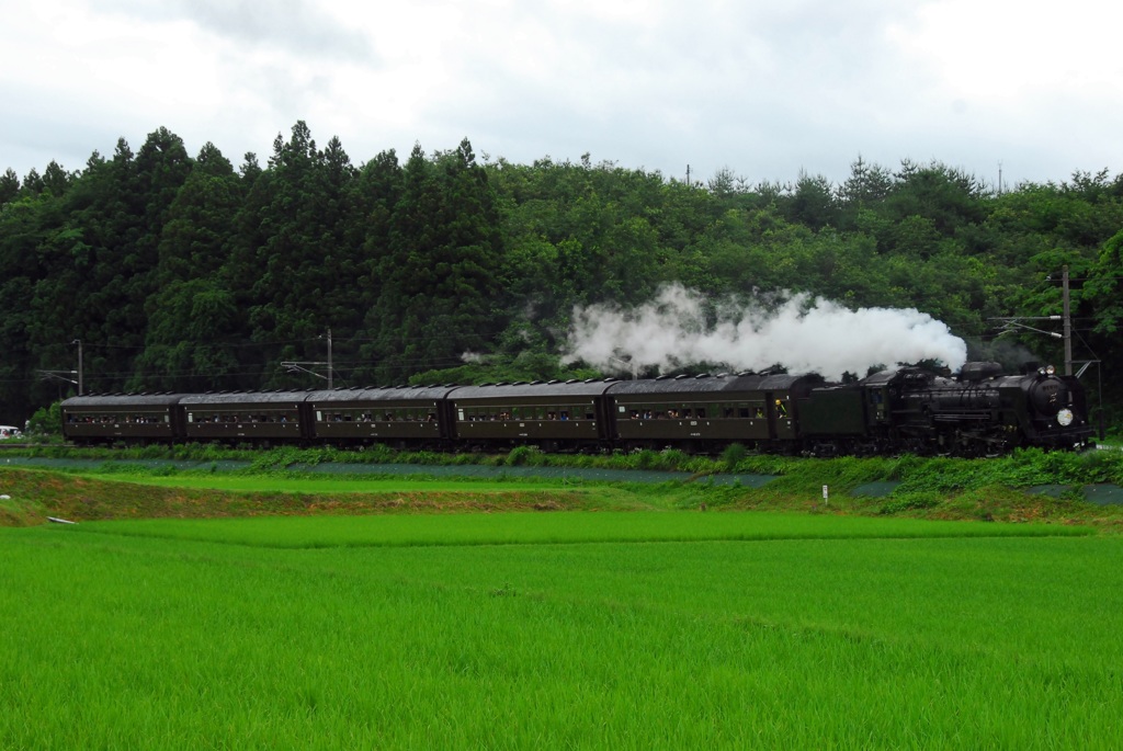 SL6120　緑の中を走り抜ける！