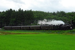 SL6120 緑の中を走り抜ける!