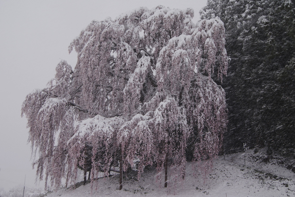 季節外れの雪。