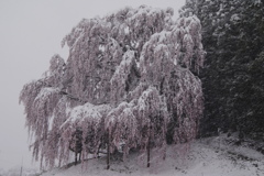 季節外れの雪。