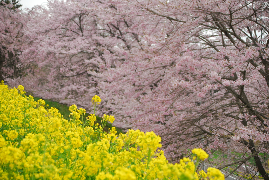 黄色とピンク。
