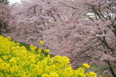 黄色とピンク。