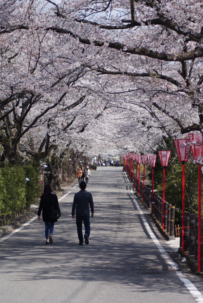 桜並木