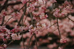 愛蔵寺さんの地蔵桜