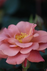 薔薇。テディーベア。