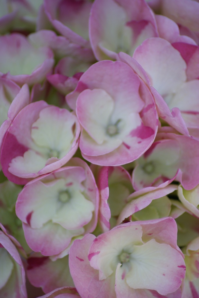 紫陽花