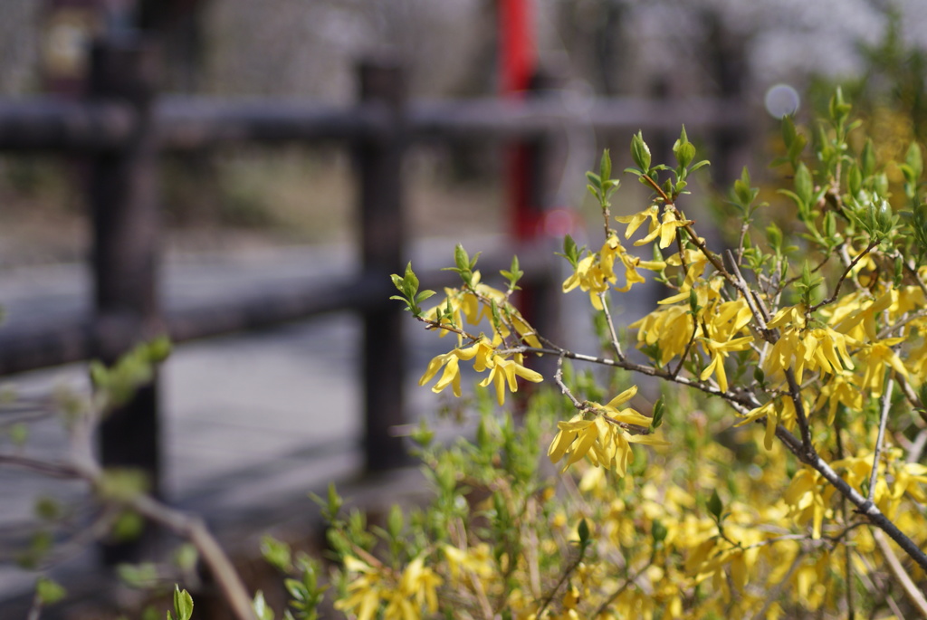 芽生え。