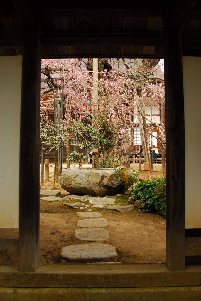 愛蔵寺さんの地蔵桜その弐