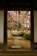 愛蔵寺さんの地蔵桜その弐