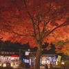 紅の傘
