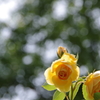黄色いバラ
