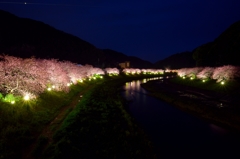 みなみの桜