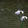 池と花菖蒲