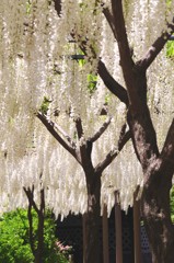 白い藤の花