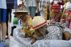 七夕まつりの犬２