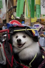 七夕まつりの犬１