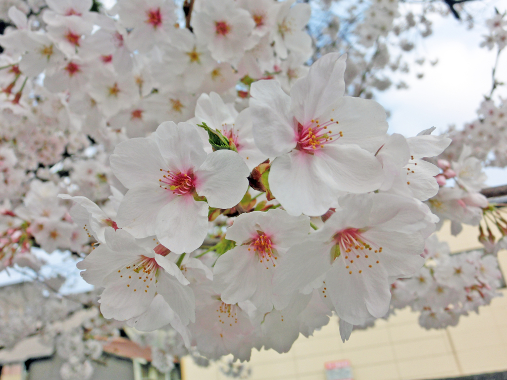 sakura