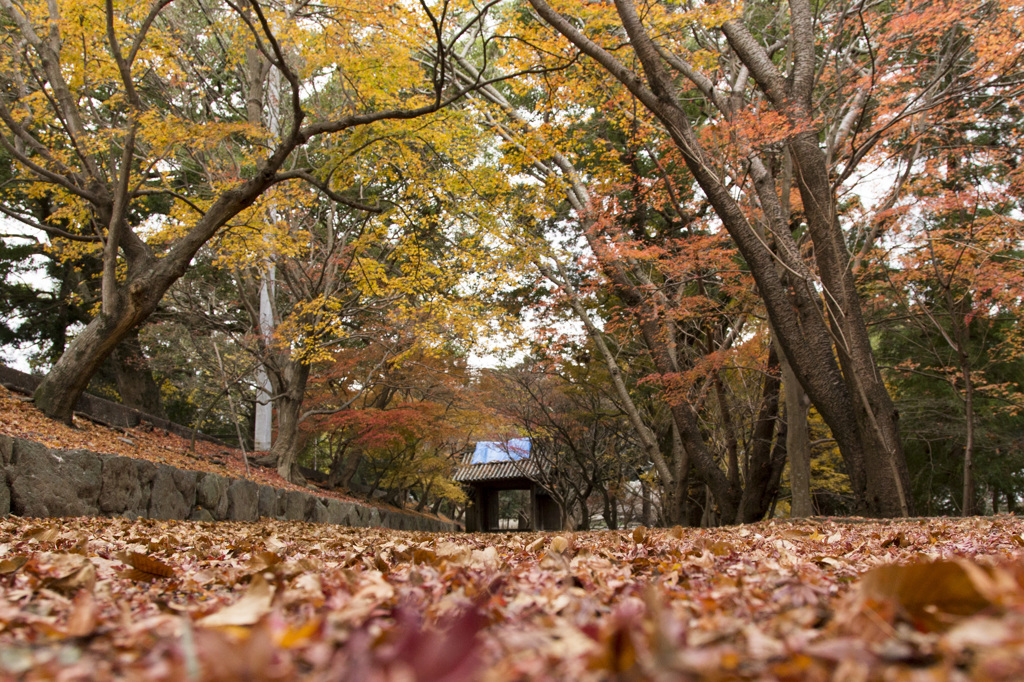 ２度目の・・・