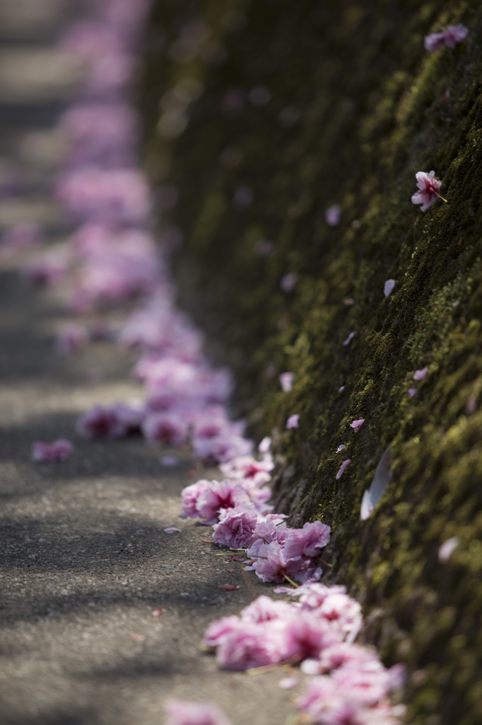 八重桜散りて