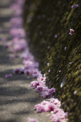 八重桜散りて