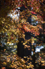 紅葉