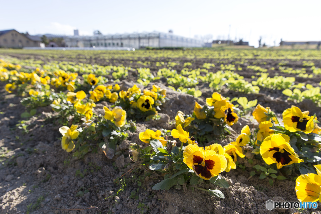 イングランドの丘