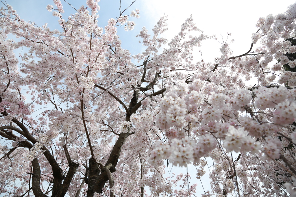 sakura