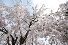 sakura