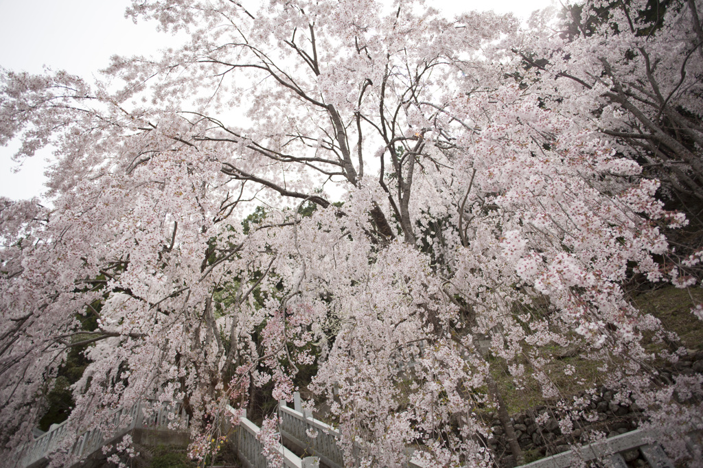 川井峠しだれ桜